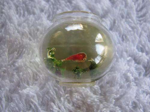 GOLDFISH IN BOWL