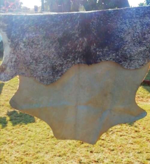 An nguni skin perfect for the floor