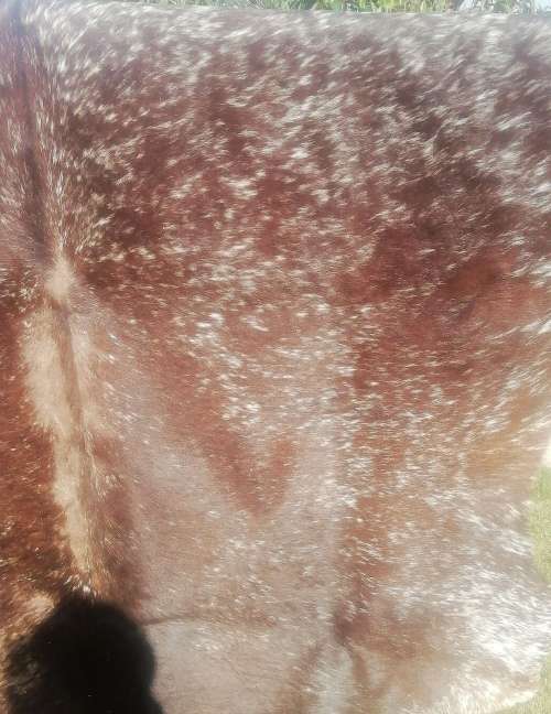 An nguni skin perfect for the floor