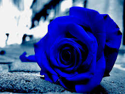 Blue Rose Seeds (10 seeds)