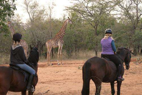 Game viewing on Horseback for 2 PAX