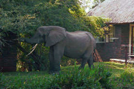 Ngwenya Lodge 4 Nights 6 people (May)
