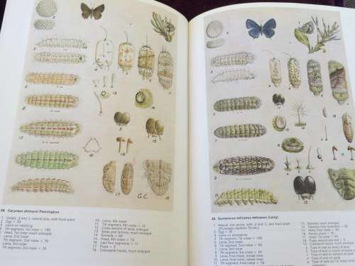Life Histories of the South African Lycaenid Butterflies - Clark and Dickson