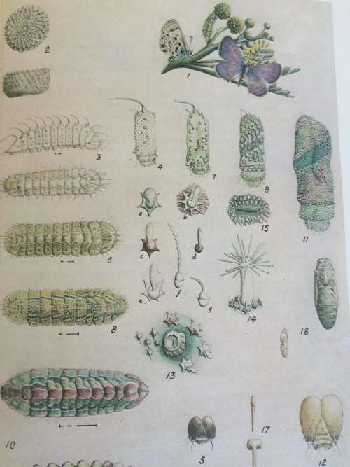 Life Histories of the South African Lycaenid Butterflies - Clark and Dickson