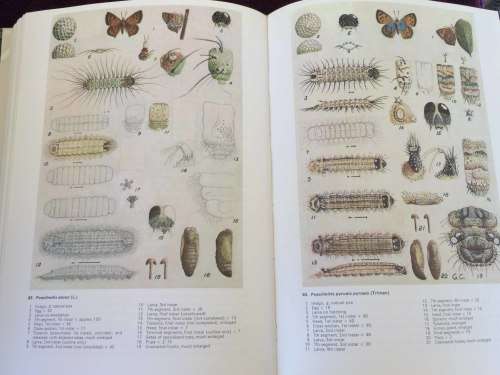 Life Histories of the South African Lycaenid Butterflies - Clark and Dickson