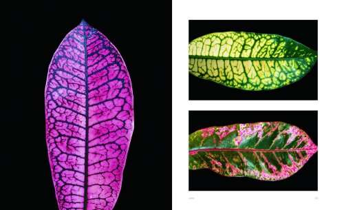 Extraordinary Leaves by Dennis Schrader, with photographs by Stephen Green-Armytage