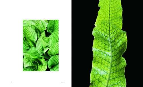 Extraordinary Leaves by Dennis Schrader, with photographs by Stephen Green-Armytage
