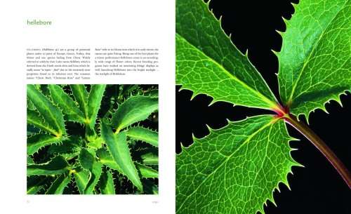 Extraordinary Leaves by Dennis Schrader, with photographs by Stephen Green-Armytage