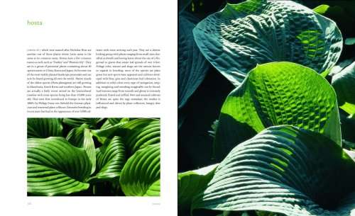 Extraordinary Leaves by Dennis Schrader, with photographs by Stephen Green-Armytage