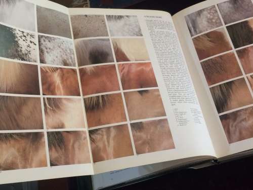 The Noble Horse by Monique Dossenbach and Hans D. Dossenbach