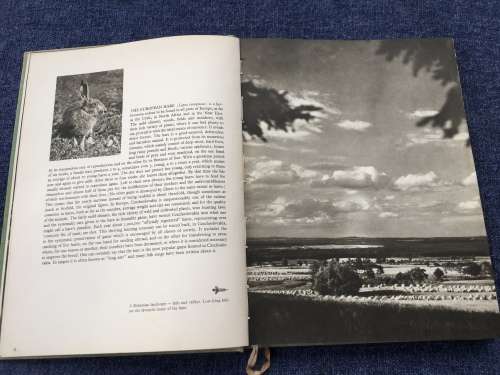 Hunting With Camera and Gun Karel Hajek | Wonderful photos of hunting Czechoslovakia in 1930s