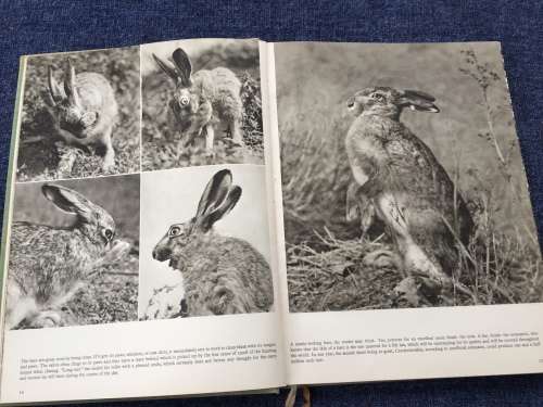 Hunting With Camera and Gun Karel Hajek | Wonderful photos of hunting Czechoslovakia in 1930s