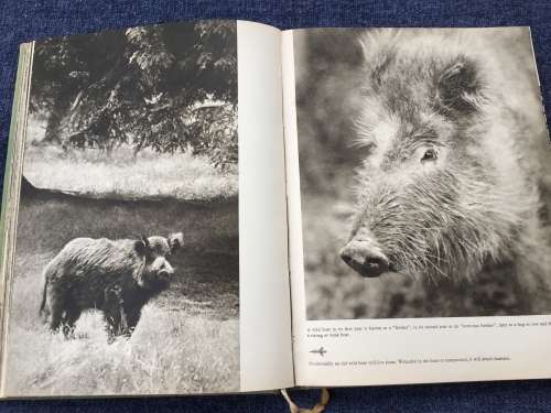 Hunting With Camera and Gun Karel Hajek | Wonderful photos of hunting Czechoslovakia in 1930s