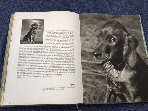 Hunting With Camera and Gun Karel Hajek | Wonderful photos of hunting Czechoslovakia in 1930s