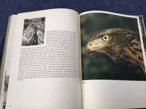 Hunting With Camera and Gun Karel Hajek | Wonderful photos of hunting Czechoslovakia in 1930s