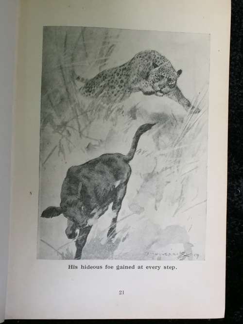 Biffel - The Story of a Trek Ox by Stanley Portal Hyatt