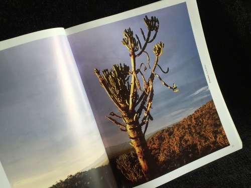 African Trees: A Photographic Exploration by Charles Bryant and Brita Lomba