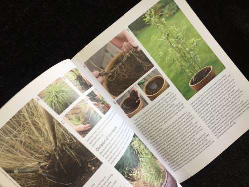 Bamboos and Grasses by Jon Ardle ~ Collins Practical Gardener