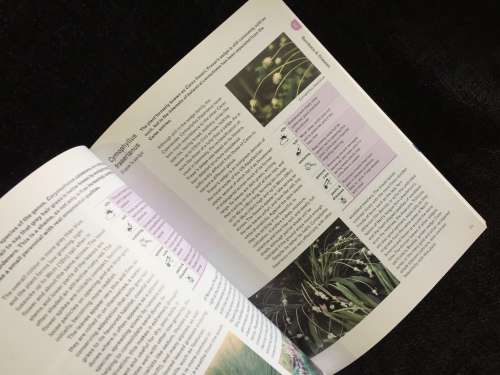 Bamboos and Grasses by Jon Ardle ~ Collins Practical Gardener