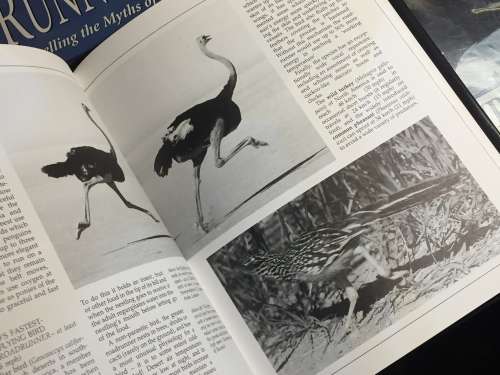 World Birds by Brian P. Martin
