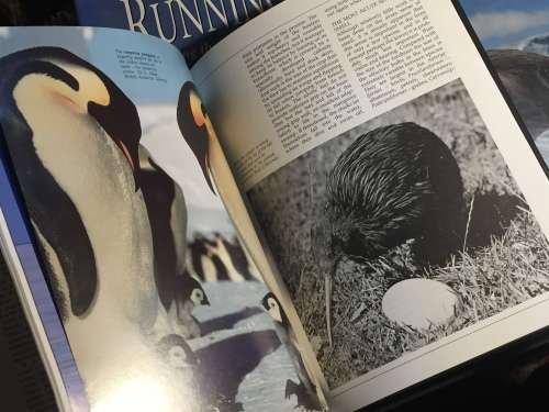 World Birds by Brian P. Martin