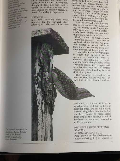 World Birds by Brian P. Martin