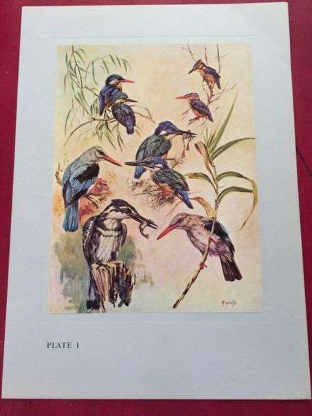 8 colour plates "Our Birds" by H Von Michaelis & Allan Bird