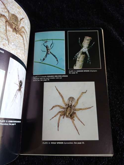 South African Spiders and Scorpions by Andre Prins and Vincent Leroux