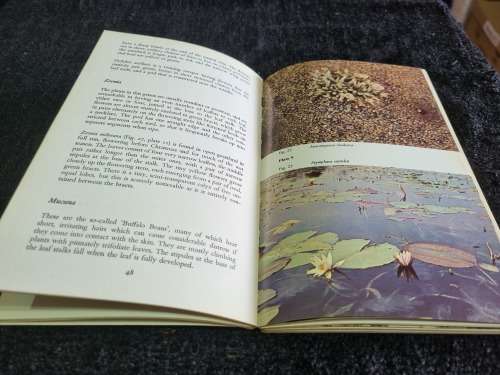 Flowers of the Veld | Bundu Series by Kay Linley and Bryan Baker