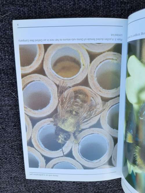 The Red Mason Bee Osmia Rufa: All you Need to Know by Christopher O`Toole