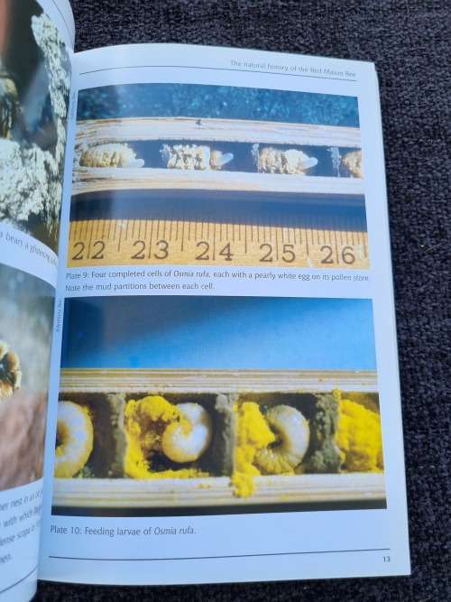 The Red Mason Bee Osmia Rufa: All you Need to Know by Christopher O`Toole