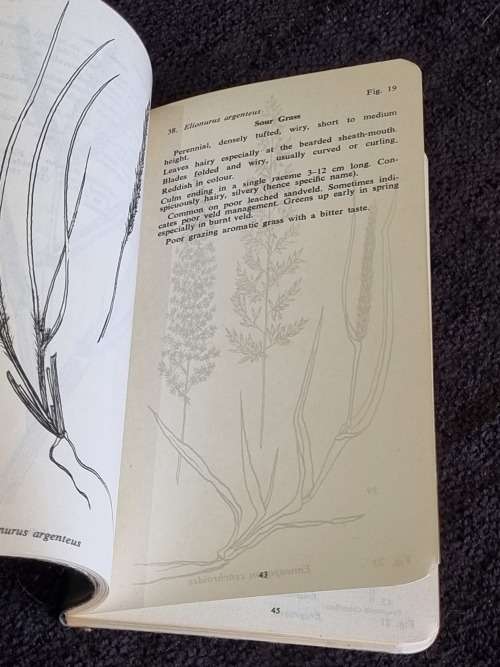 Common Veld Grasses of Rhodesia | Rhodesiana