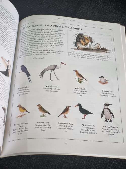 Birds for Beginners in Southern Africa by Philip Coetzee