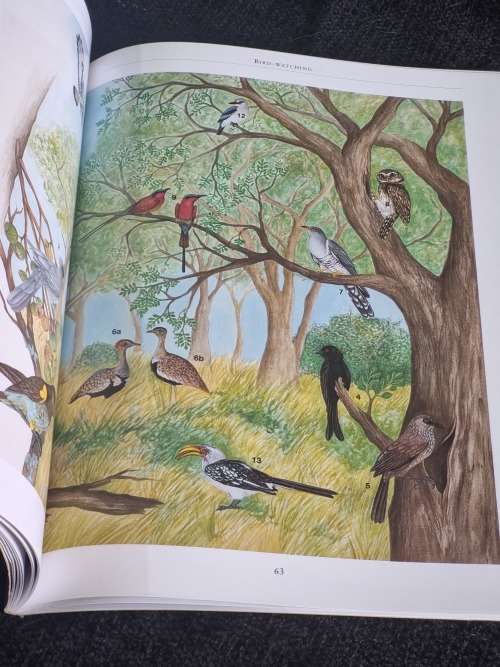 Birds for Beginners in Southern Africa by Philip Coetzee