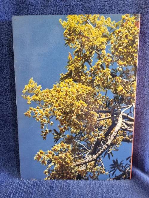 Transvaal Lowveld and Escarpment  by Jo Onderstall | South African Wild Flower Guide 4