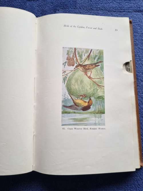 Land and Sea Birds of the South West Cape by R C Bolster