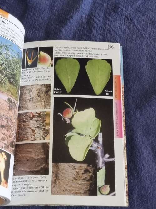 Southern Africa Commiphora - Marthinus Steyn | Suider-Afrika