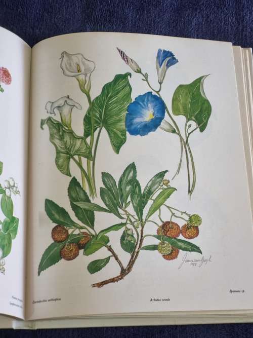 Poisonous Plants in South African Gardens and Parks by Joan Munday