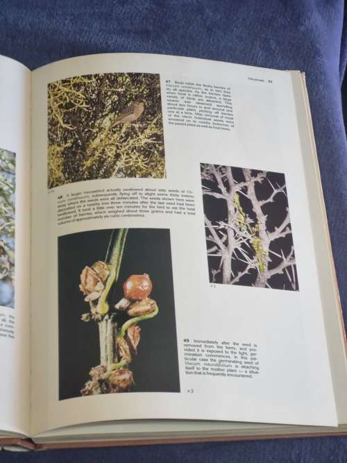 South African Parasitic Flowering Plants by Johann Visser