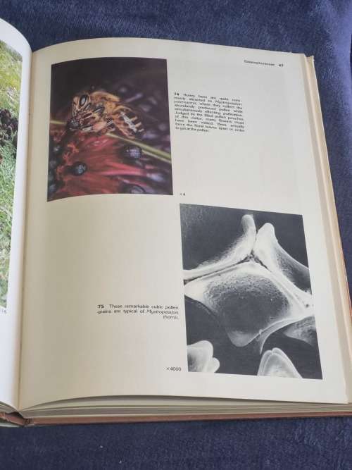 South African Parasitic Flowering Plants by Johann Visser