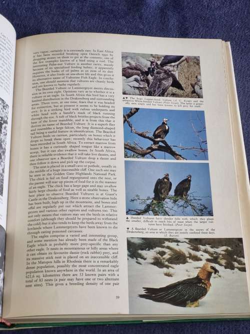 Birdlife in Southern Africa by Kenneth Newman