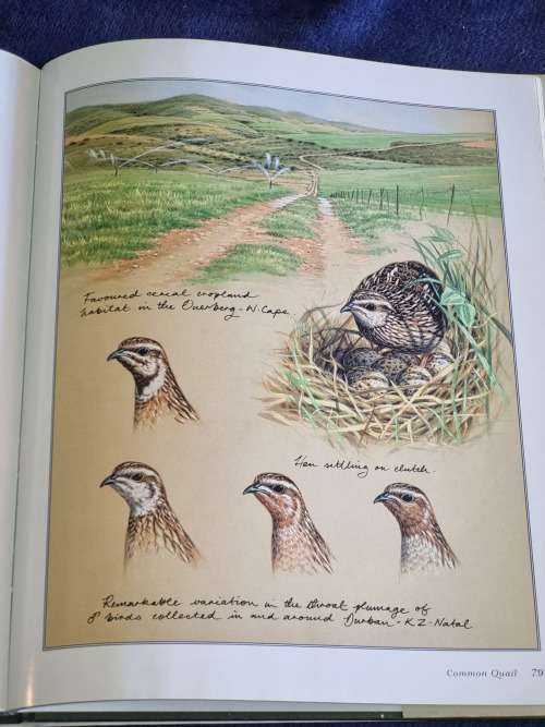 Game Birds of Southern Africa by Rob Little, Tim Crowe, Simon Barlow