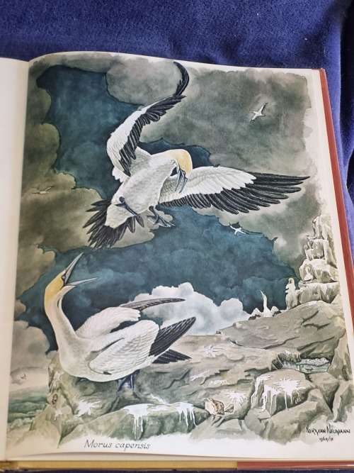 Avifauna Africana by Norman Neumann