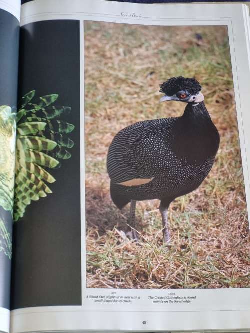 Birds of Southern Africa by Peter Steyn