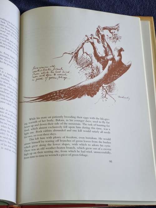 Birds of Prey a Kinship by H Von Michaelis