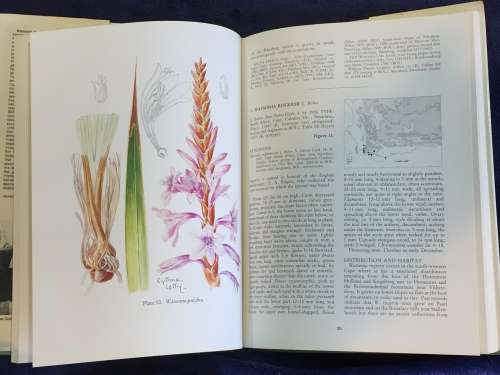 The Genus Watsonia by Peter Goldblatt | A Systematic Monograph