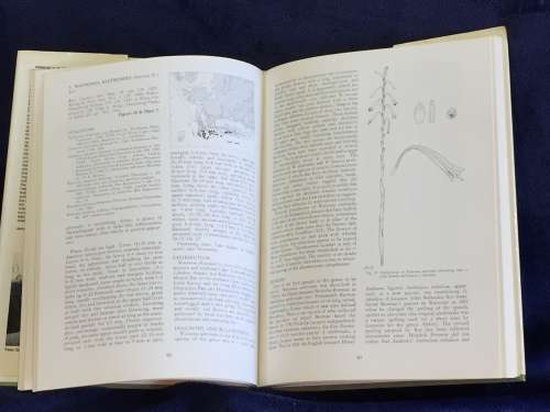 The Genus Watsonia by Peter Goldblatt | A Systematic Monograph