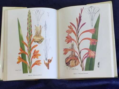 The Genus Watsonia by Peter Goldblatt | A Systematic Monograph