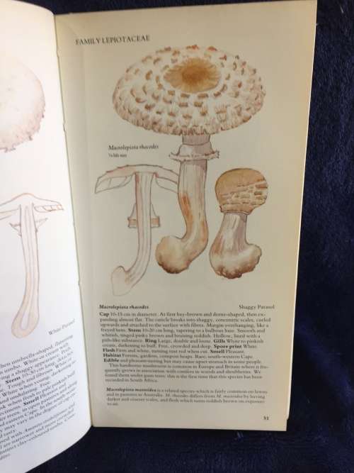 A Field Guide to the Mushrooms of South Africa by Hilda Levin, Margo Branch, Simon Rappoport...