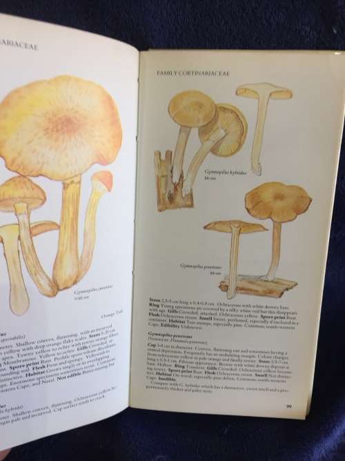 A Field Guide to the Mushrooms of South Africa by Hilda Levin, Margo Branch, Simon Rappoport...
